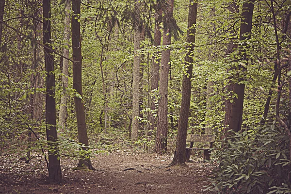 Caminar a través de los árboles —  Fotos de Stock