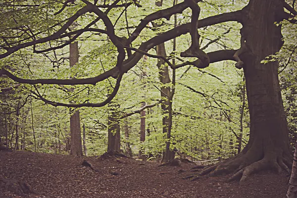 Ağaçların arasından yürü — Stok fotoğraf