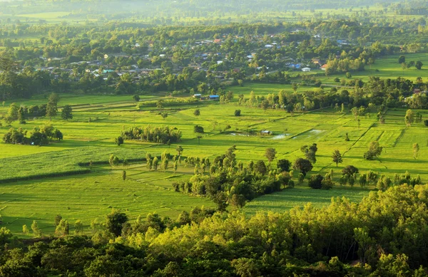 Weergave van groene rijst veld in de ochtend — Stockfoto