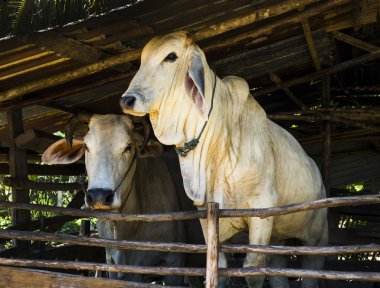 Asian beyaz inek, sığır