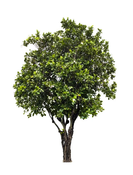 Tabebuia pallida ağaç — Stok fotoğraf