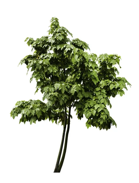 Brachychiton acerifolius tree isolated — Stock Photo, Image