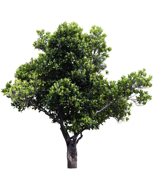 Джекфрут дерево — стокове фото