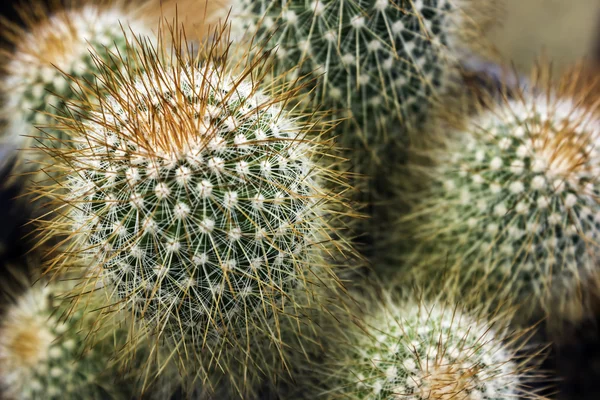 Cactus de espina naranja — Foto de Stock