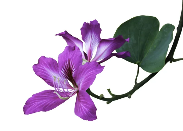 Bauhinia Purpurea L. bloem — Stockfoto