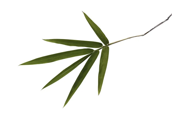 Bambu yaprak
