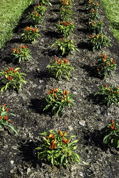 Chili garden — Stock Photo, Image