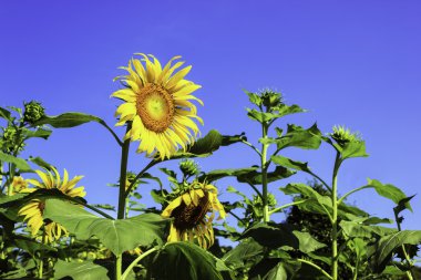 mavi gökyüzü ile ayçiçeği