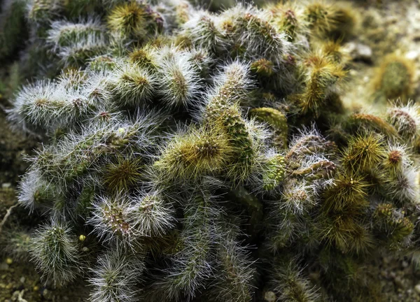 Cactus en tierra — Foto de Stock