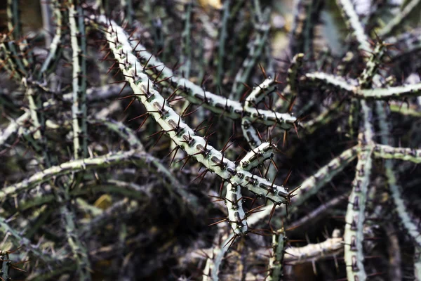 Euphorbia aeruginosa — Stock Photo, Image