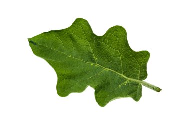 Tay patlıcan yaprak 