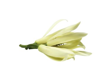 Beyaz izole beyaz Champak çiçek