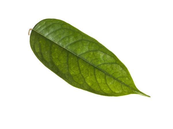 Durian yaprak üzerinde beyaz izole