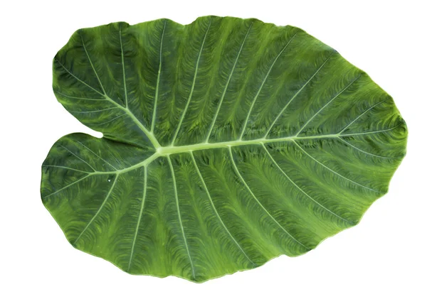 Green leaf of Colocasia — Stock Photo, Image