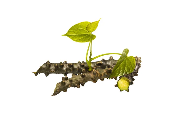 Tinospora Cordifolia ört — Stockfoto