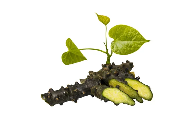 Tinospora Cordifolia with leaf — Stock Photo, Image