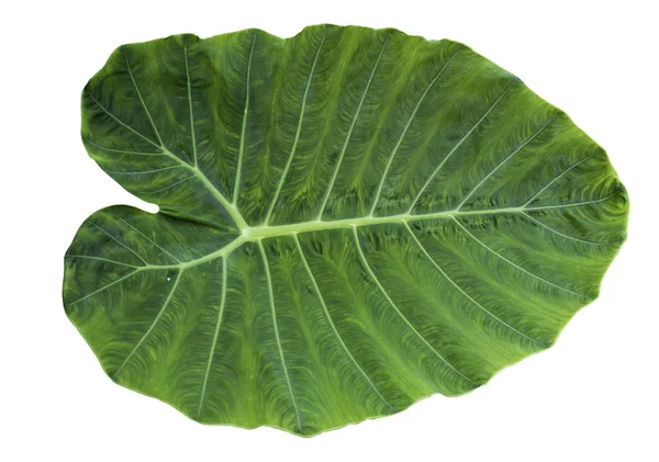 Зелений лист Colocasia Ліцензійні Стокові Зображення