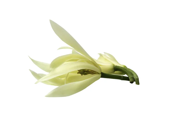 Квітки білий Champak ізольовані Ліцензійні Стокові Фото