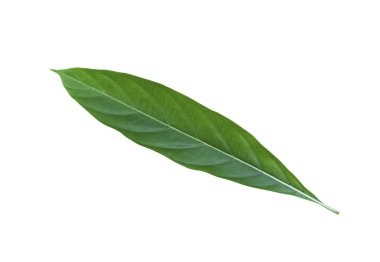 Büyük Morinda yaprak