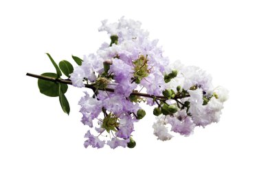 Lagerstroemia indica çiçek izole 