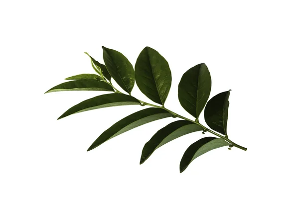 yıldız bektaşi üzümü yaprağı