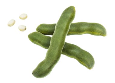 Beyaz izole Vicia Faba L. fasulye tohumu