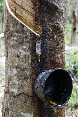 Ovucu Ağaç kesme Bahçe için