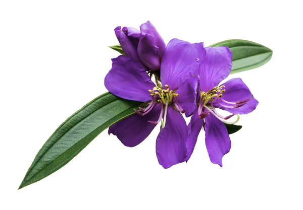 Malabar Melastom Blume isoliert — Stockfoto
