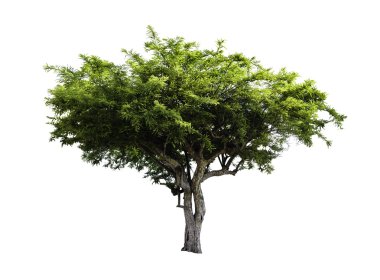 İzole Amla meyve ağacı