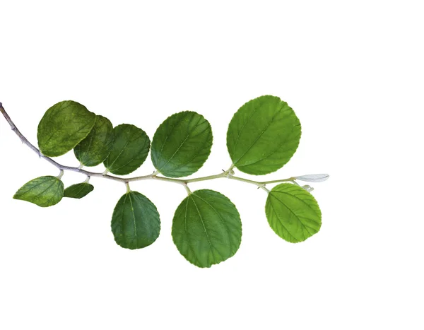 Green Jujube blad geïsoleerd — Stockfoto