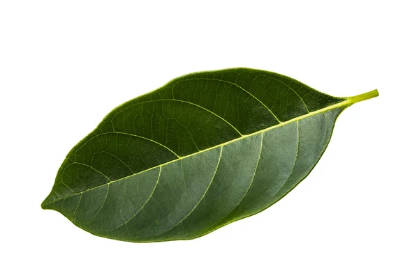 Hoja de jaca aislada en blanco — Foto de Stock