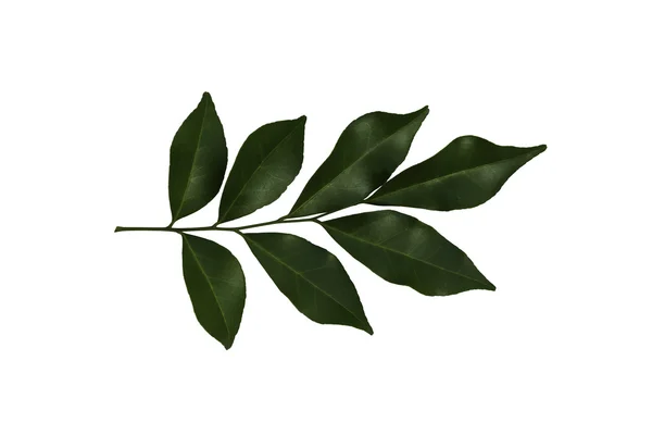 Murraya paniculata Jack leaf — Photo