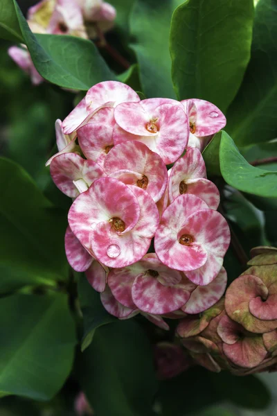 Rosa e branco Euphorbia milli Desmoul flor — Fotografia de Stock