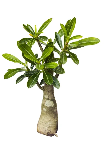 Desert rose boom — Stockfoto