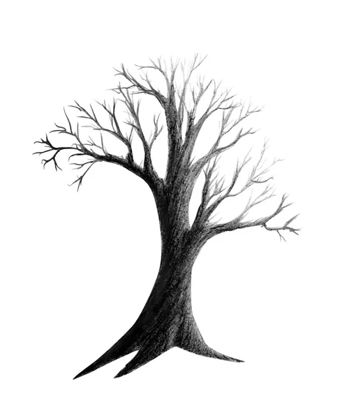 Matita disegno albero secco — Foto Stock