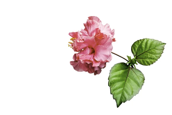 Flor de hibisco rosa isolada em branco — Fotografia de Stock