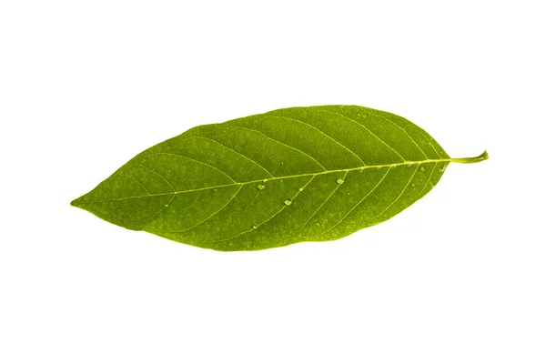 Custard Apple leaf isolated — Stock Photo, Image