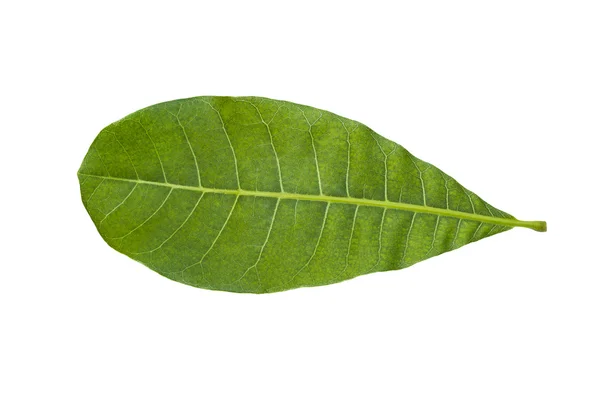 Cashew Nut leaf isolated on white