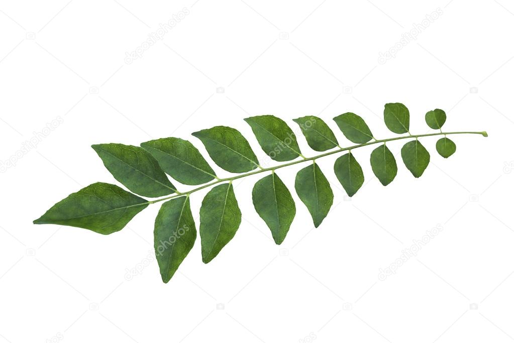 Curry leaf tree isolated on white