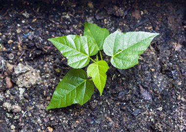 Passiflora foetida genç ağaç