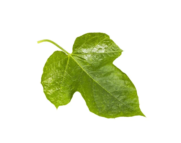 Passiflora foetida leaf isolated — Stock Photo, Image