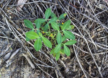Gruptaki fıstık ağacı 