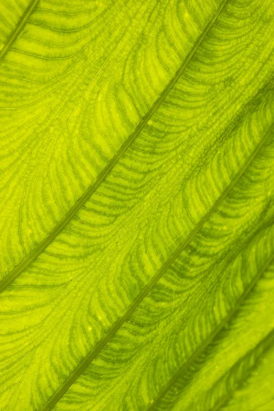 Background of Green leaf Colocasia — Stock Photo, Image