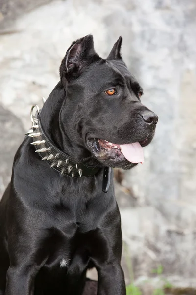 O cão preto — Fotografia de Stock