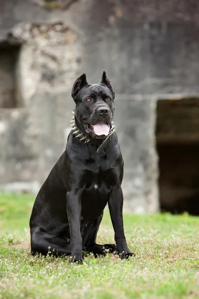 De zwarte hond — Stockfoto