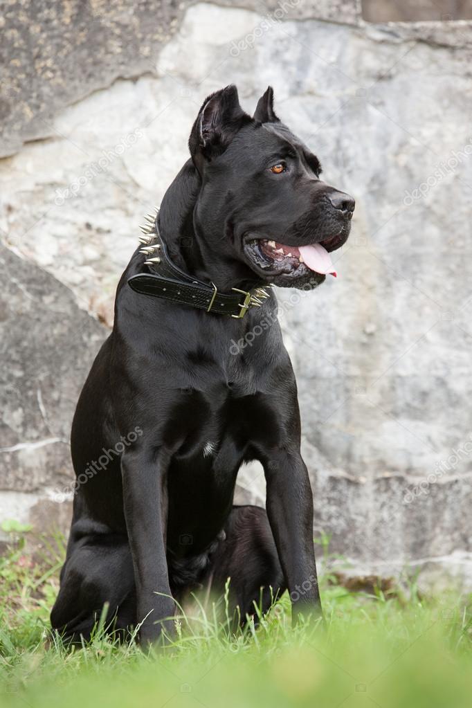 Der schwarze Hund — Stockfoto © migfoto 116650206