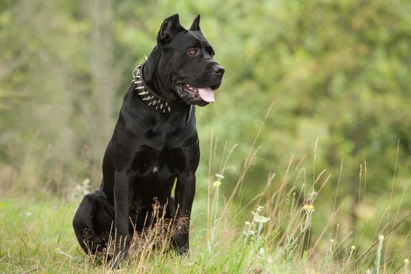 Svarta hunden — Stockfoto