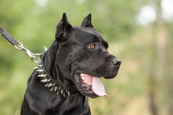 El perro negro —  Fotos de Stock