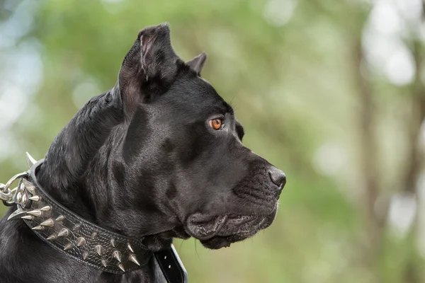 The black dog — Stock Photo, Image