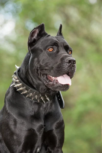 O cão preto — Fotografia de Stock